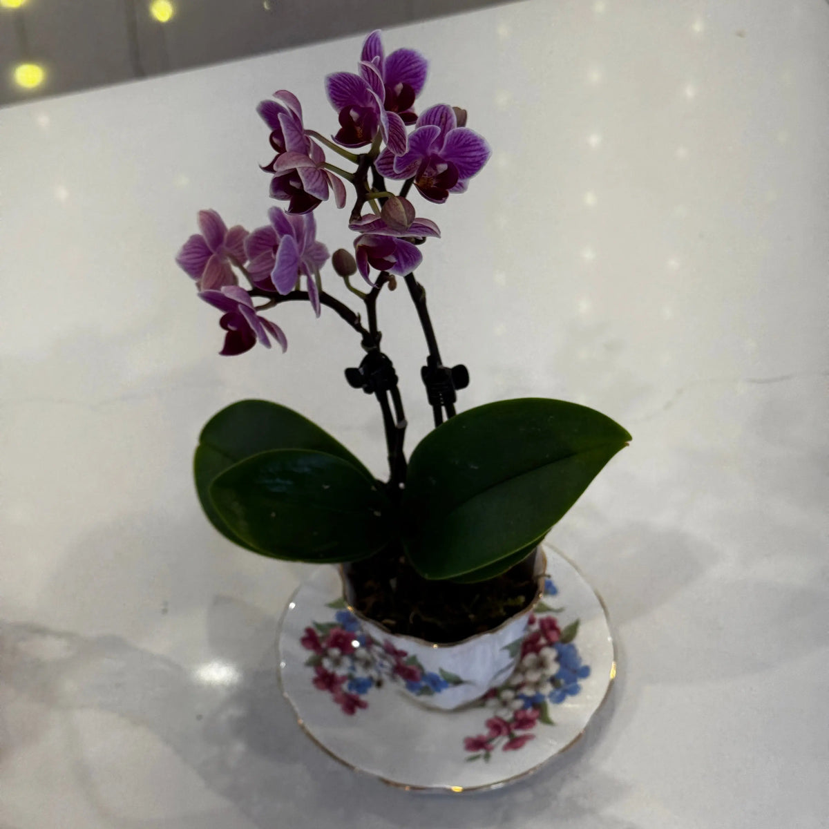 Orchid In A Vintage Tea Cup - Ma Cherie Floral Design | Ma Cherie ...