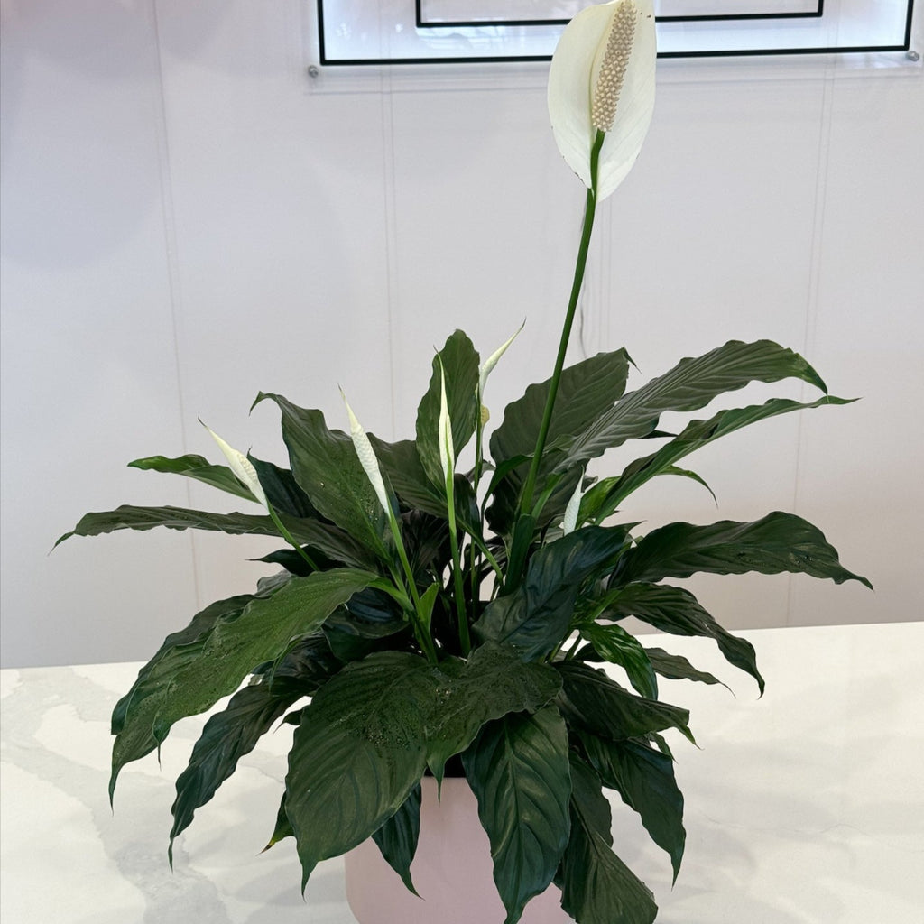 Peace Lily Plant